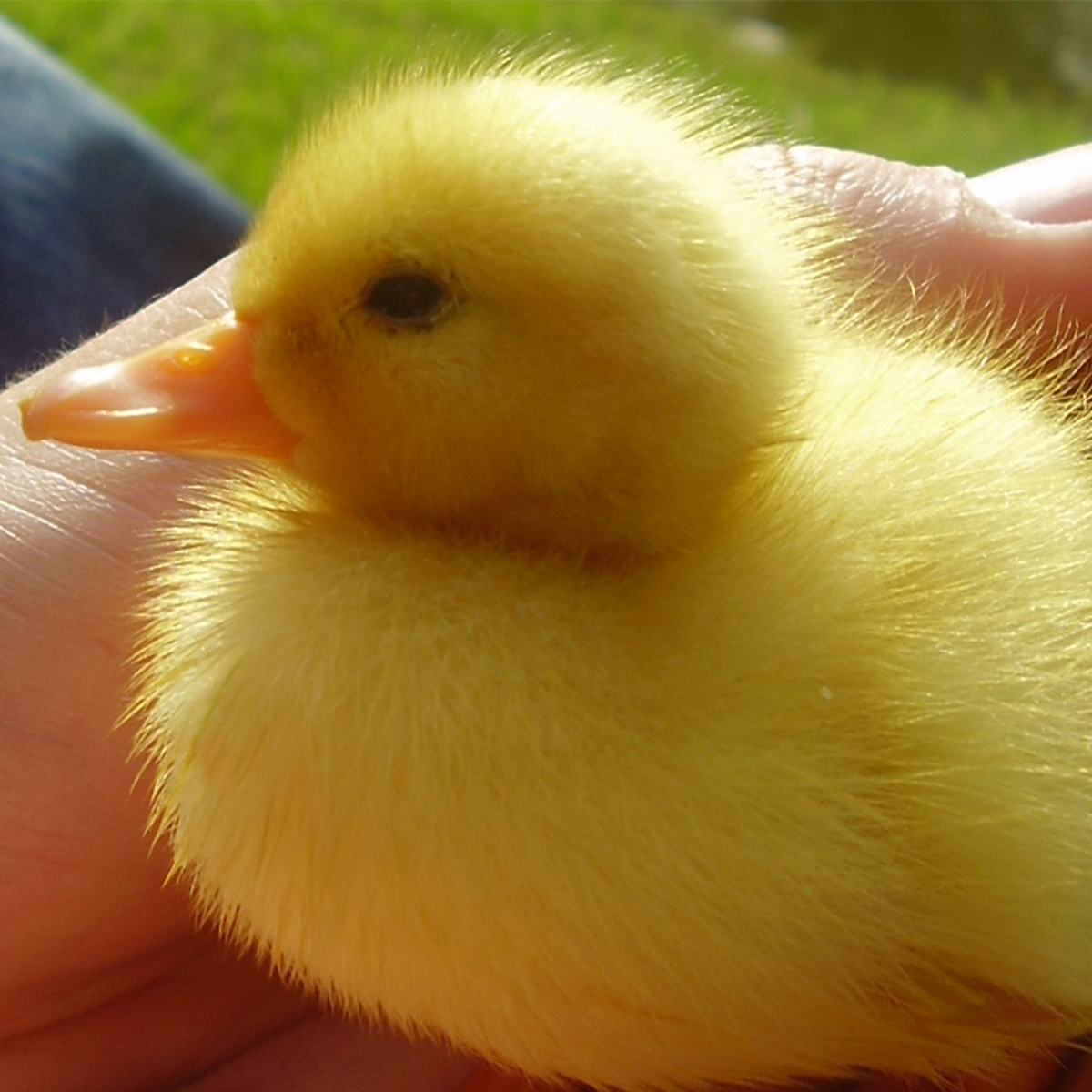 A closeup photo of a duckling in a person's hand.